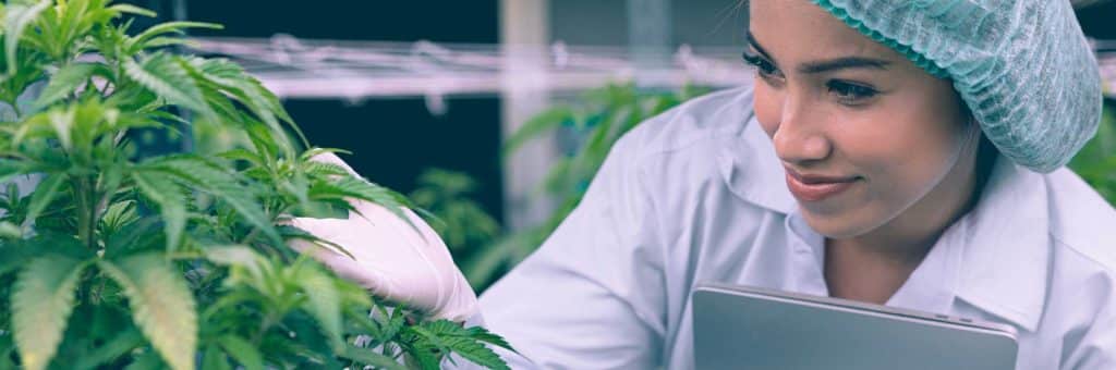 Lab working inspecting cannabis plant